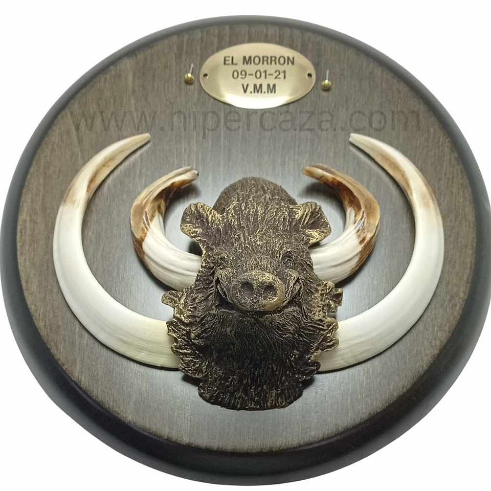 Cabeza de jabalí mediana para encasquillar colmillos  8