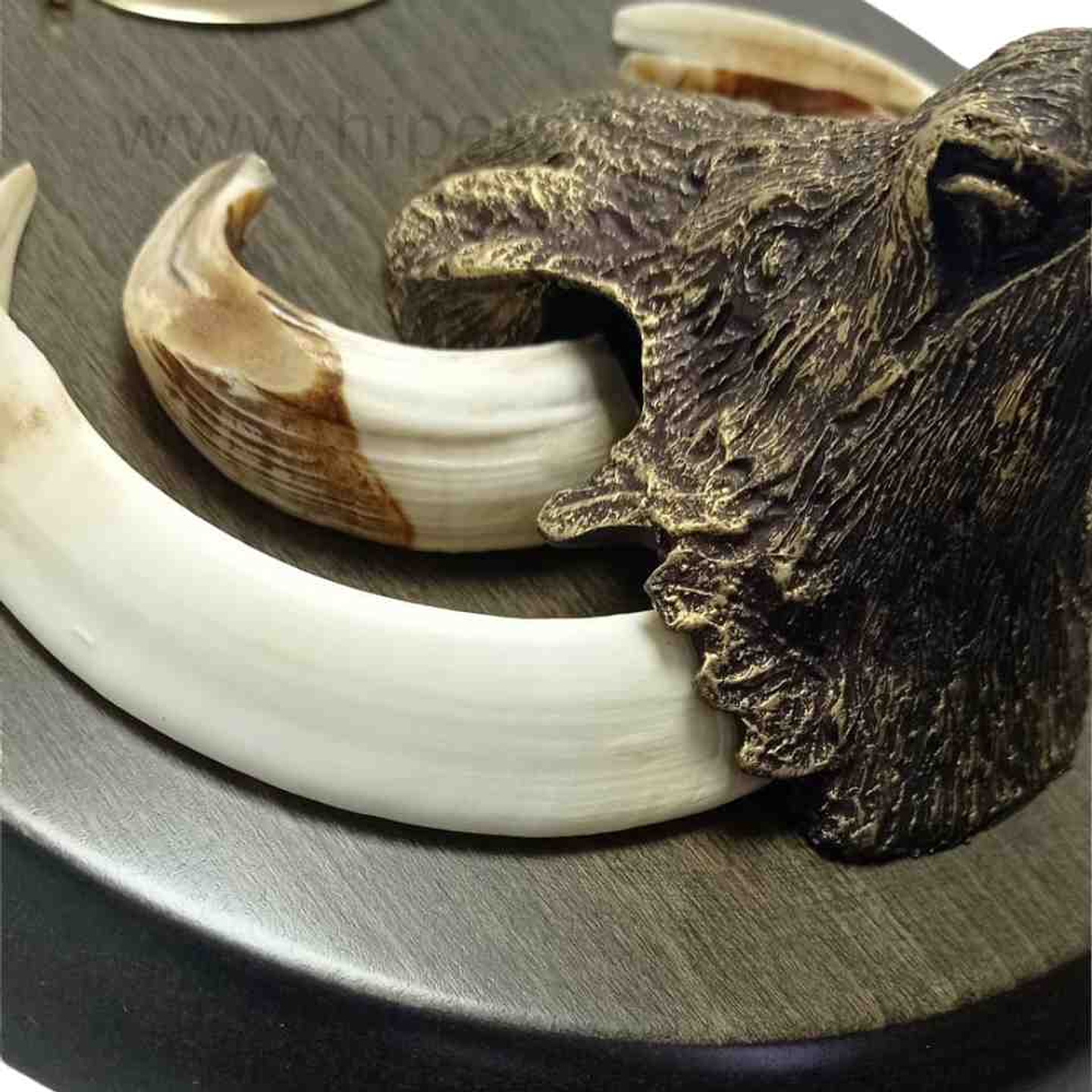 Cabeza de jabalí mediana para encasquillar colmillos  9