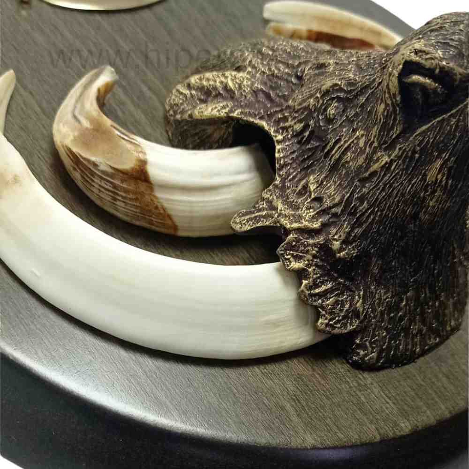 Cabeza de jabalí mediana para encasquillar colmillos  9