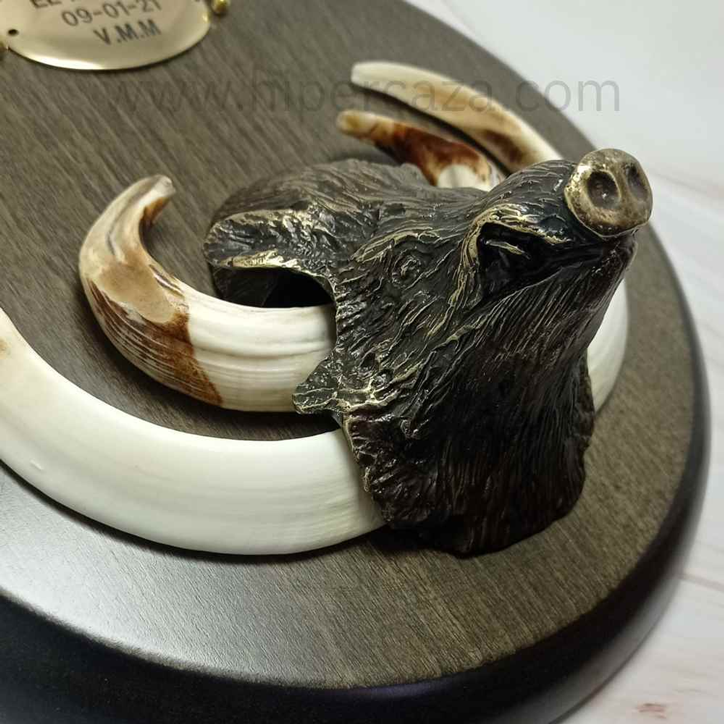 Cabeza de jabalí mediana para encasquillar colmillos  10