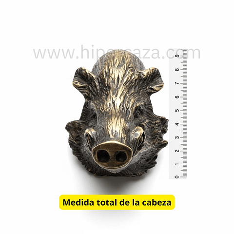 Cabeza de jabalí mediana para encasquillar colmillos 