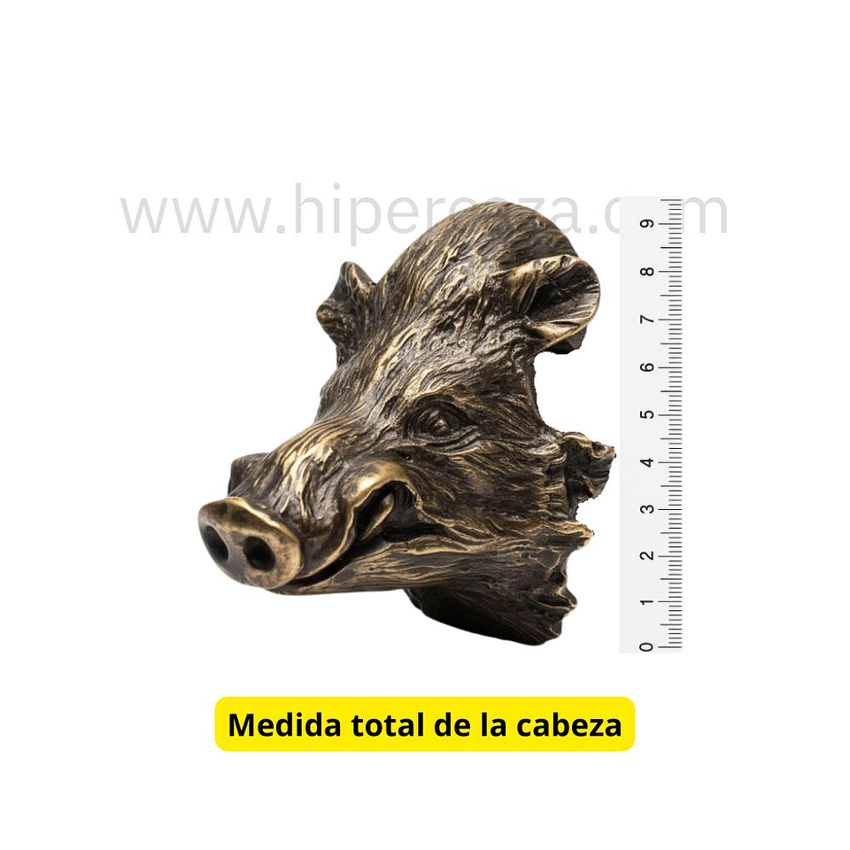 Cabeza de jabalí mediana para encasquillar colmillos  4