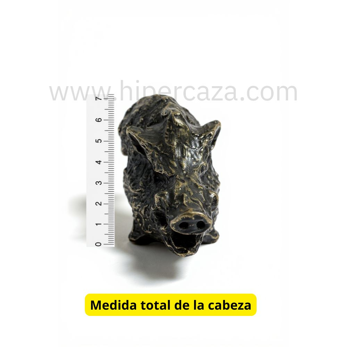 Cabeza de jabalí para encasquillar colmillos pequeña  2