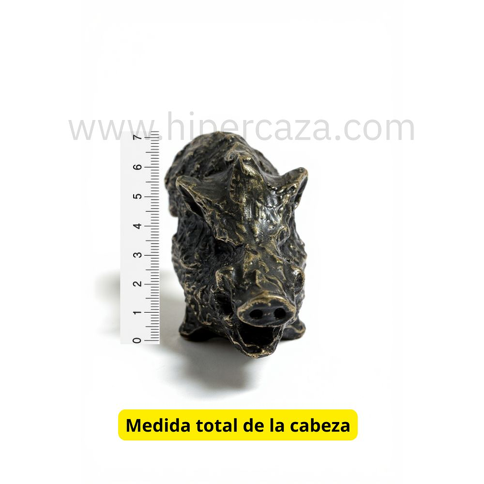 Cabeza de jabalí para encasquillar colmillos pequeña  2