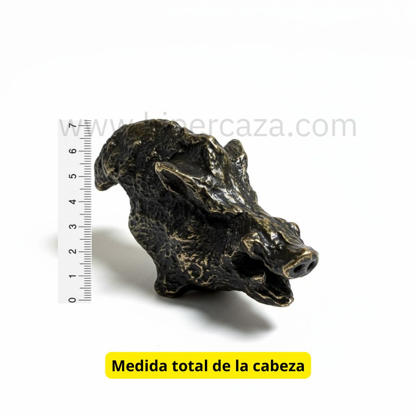 Cabeza de jabalí para encasquillar colmillos pequeña  4