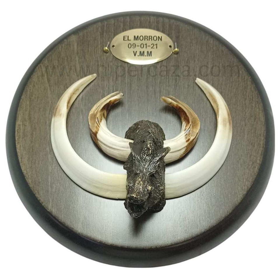 Cabeza de jabalí para encasquillar colmillos pequeña  7