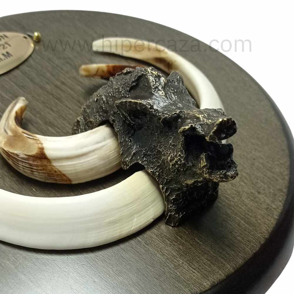 Cabeza de jabalí para encasquillar colmillos pequeña  8