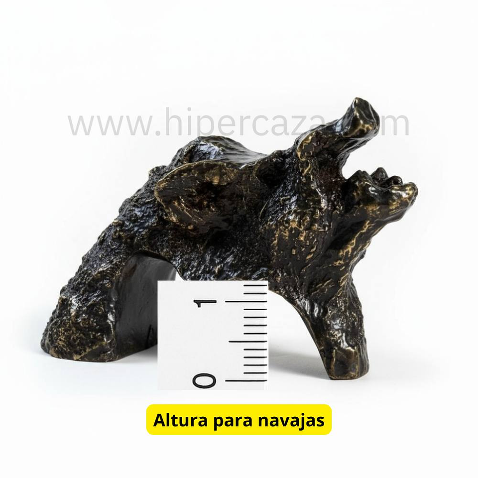 Cabeza de jabalí para encasquillar colmillos pequeña  5