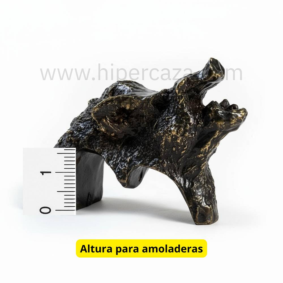 Cabeza de jabalí para encasquillar colmillos pequeña  6