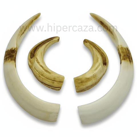 Réplica colmillos de jabalí