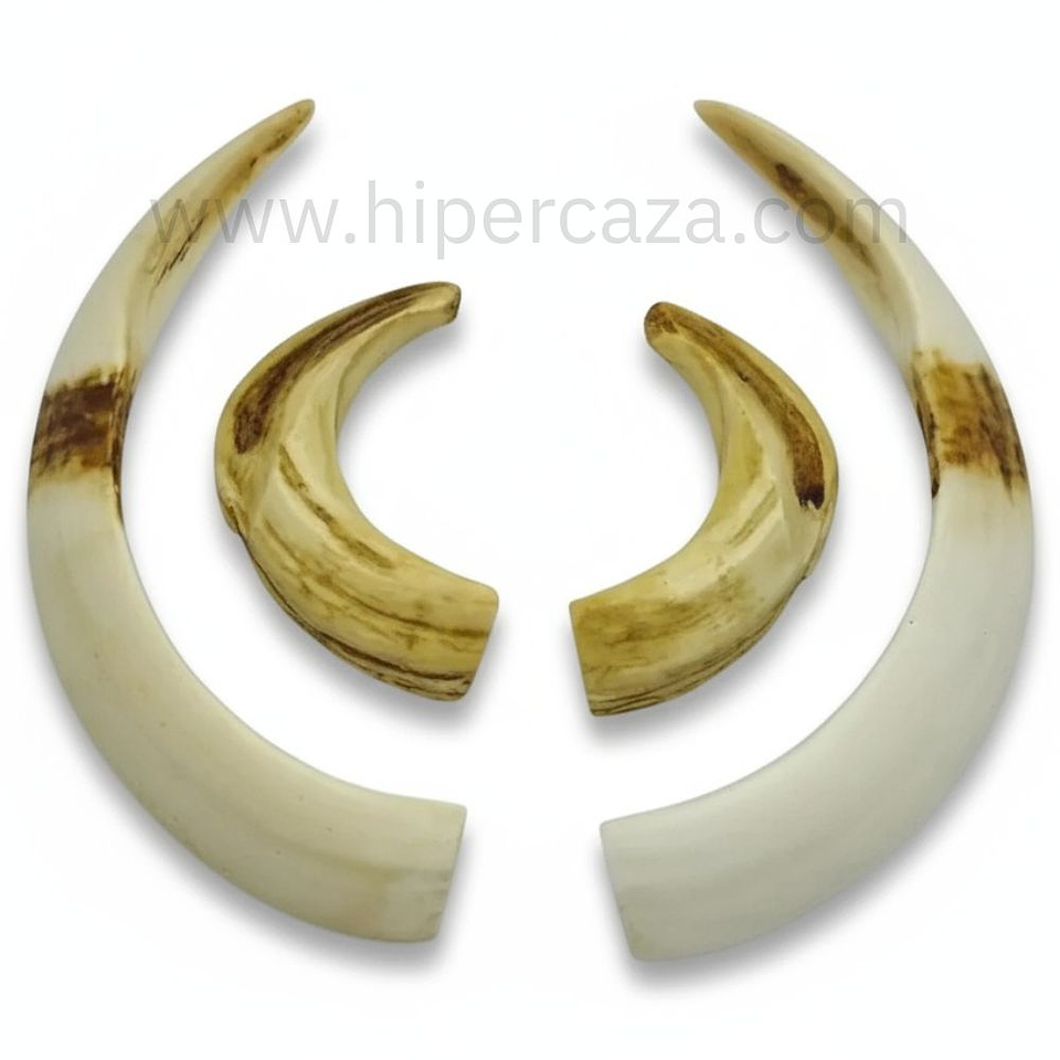 Réplica colmillos de jabalí 1