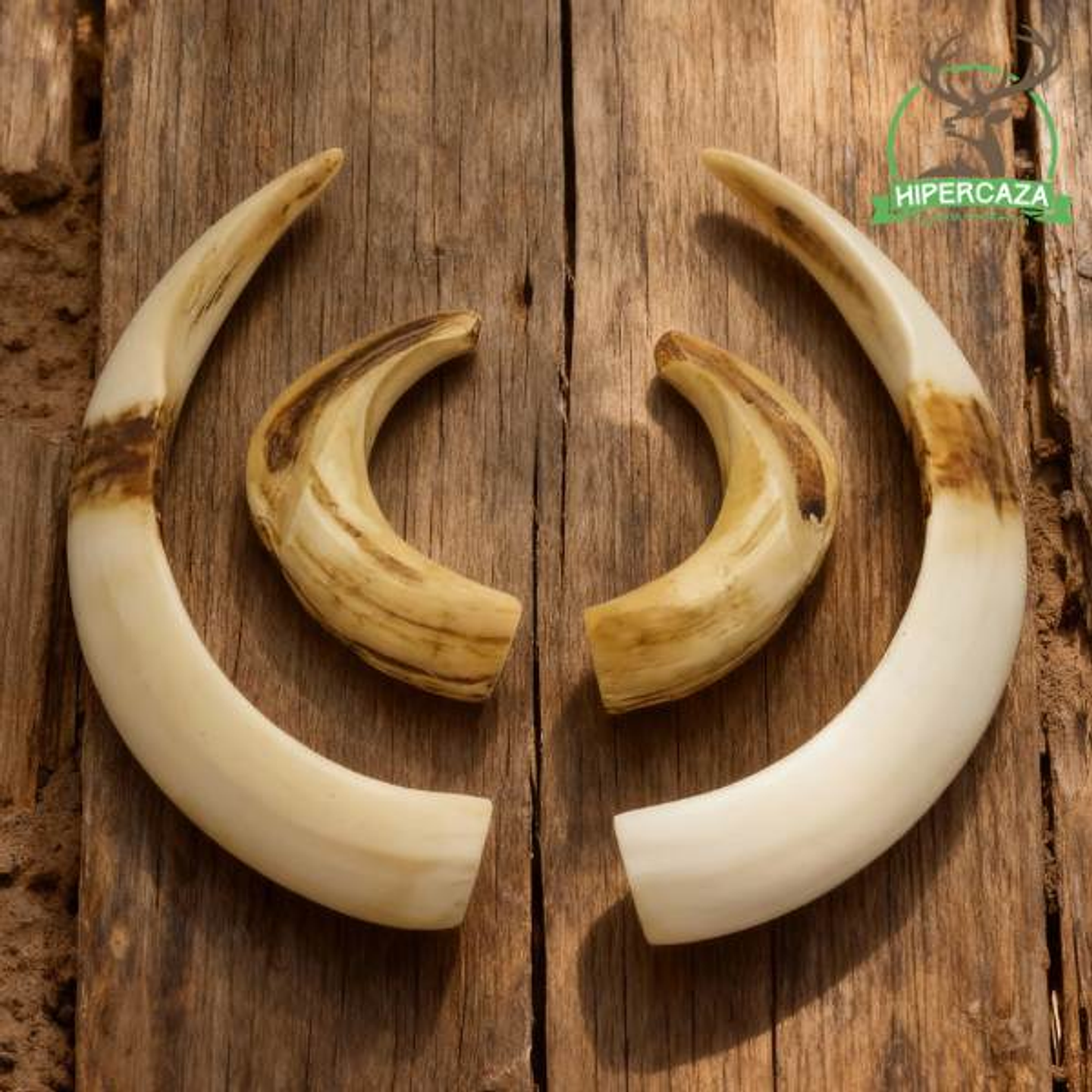 Réplica colmillos de jabalí 2