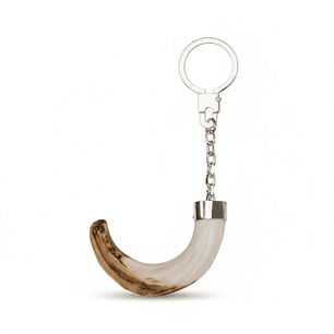 Llavero colmillo de jabalí