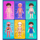 Rompecabezas Magnético del Cuerpo Humano 3