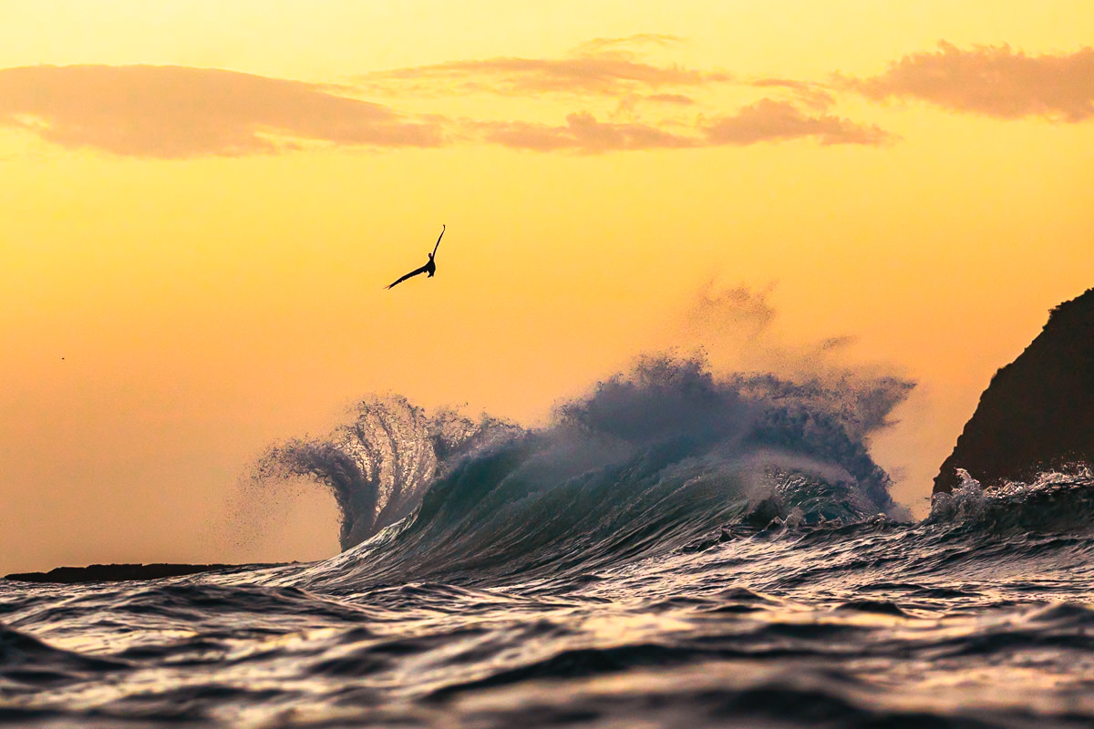 Pelícano en maniobra.