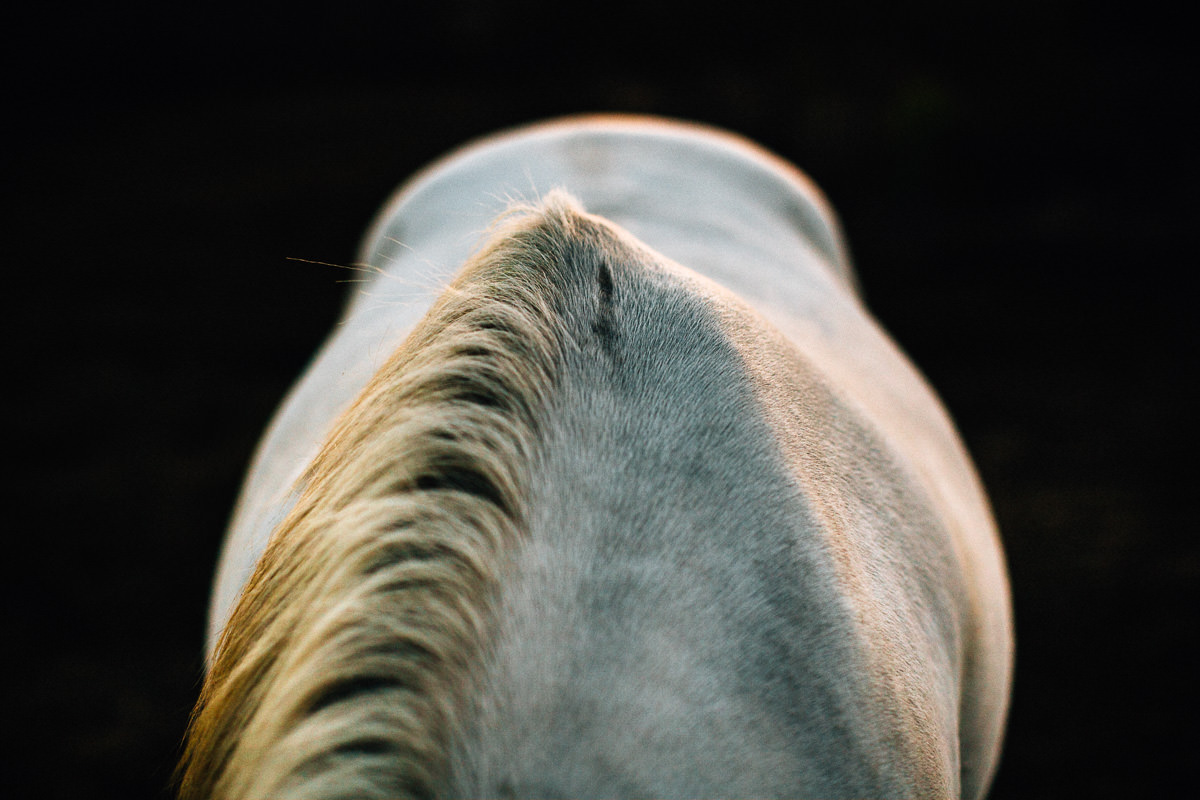 Un caballo a la Luz