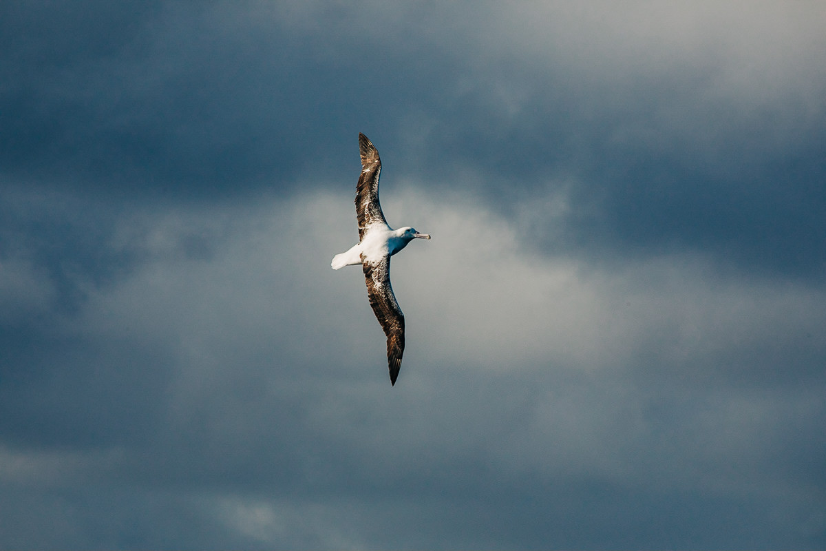 Albatros al vuelo