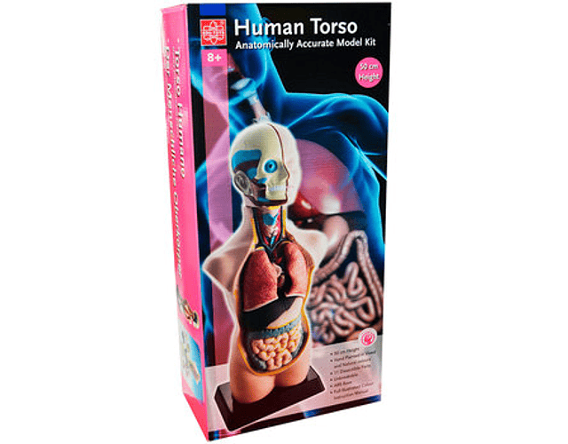 TORSO HUMANO DE 50 CM