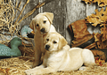 Puzzle 1500 Piezas - Labradores