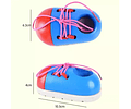 Zapato Educativo