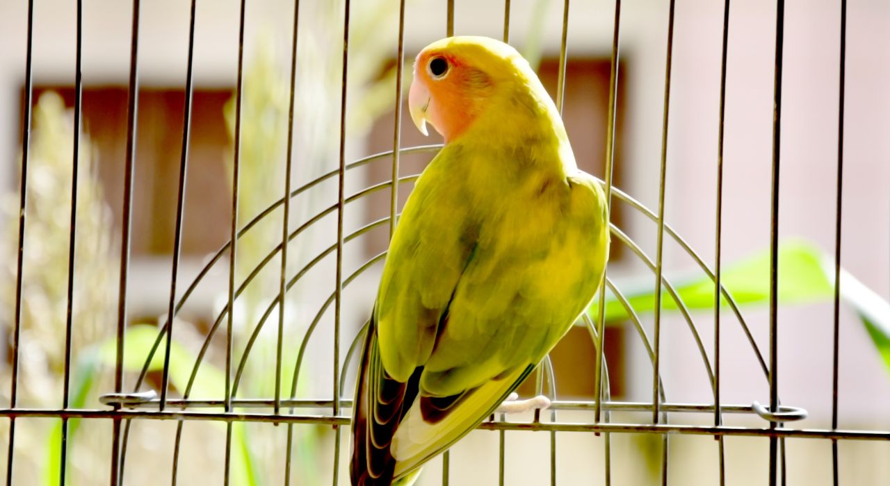 Tips to keep in mind when taking care of your bird
