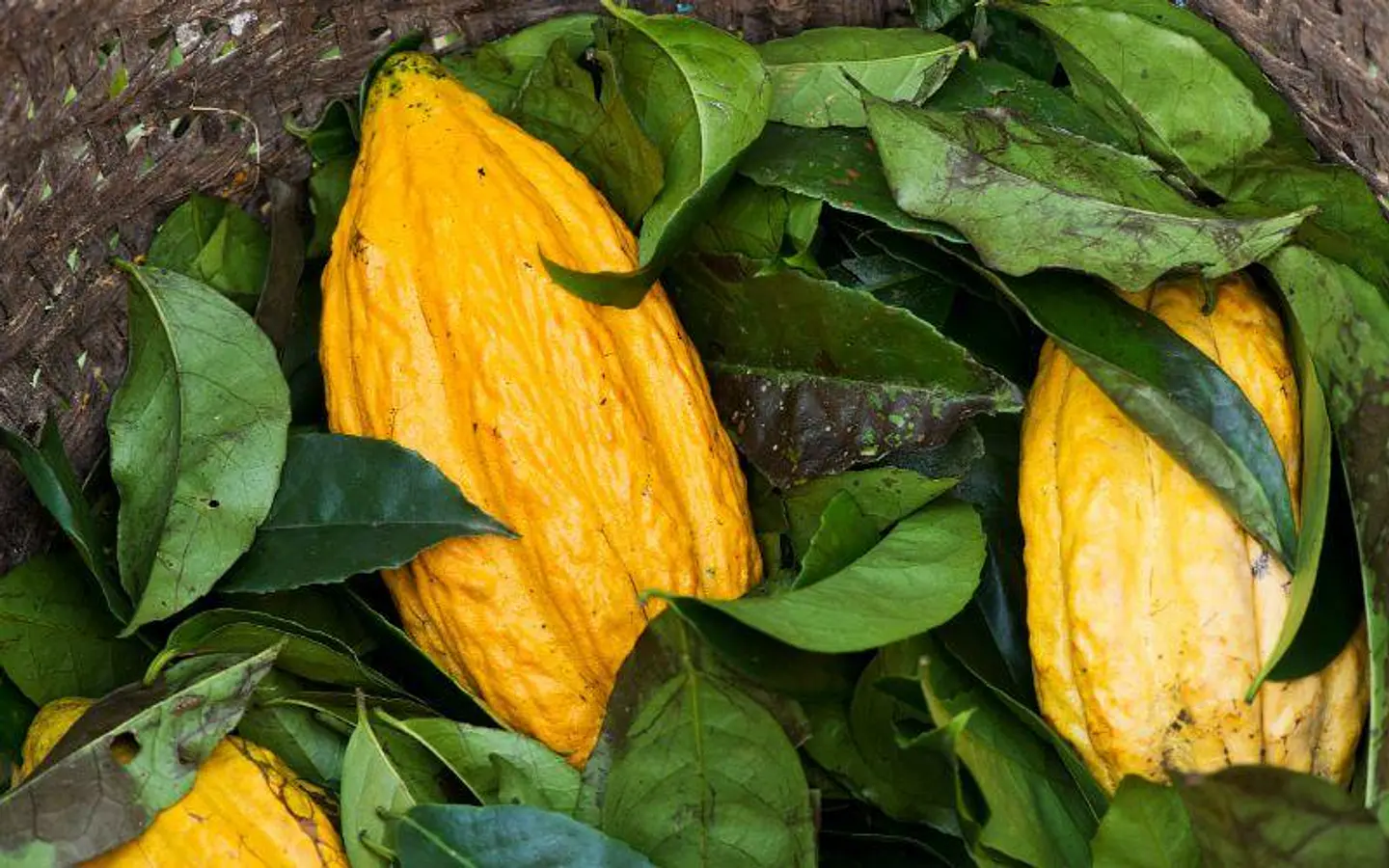 cacao 1