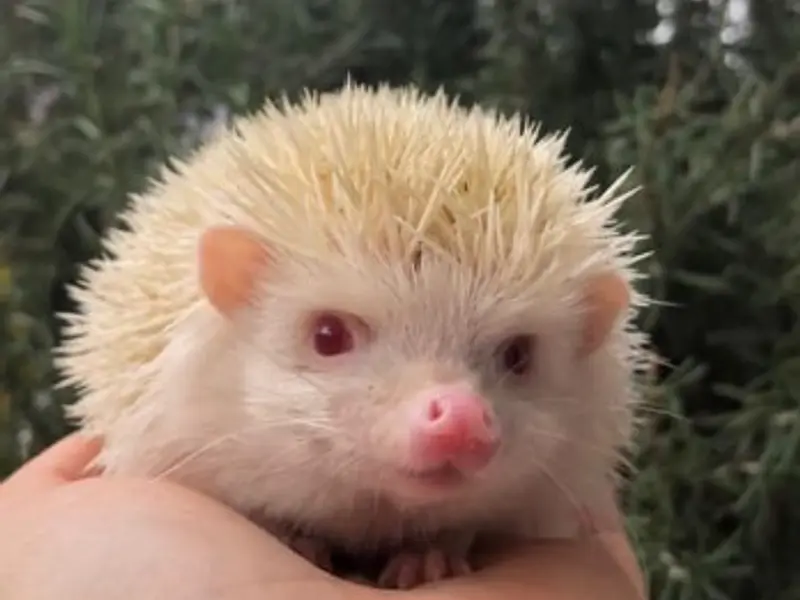 Cuidados Erizo de Tierra
