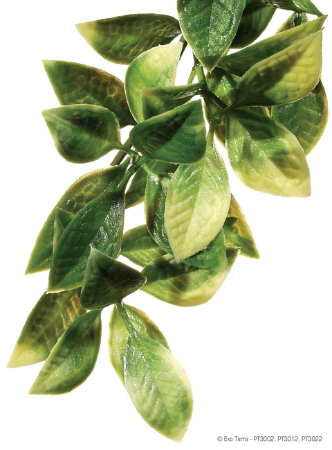 Planta colgante Mandarin Exo Terra Small