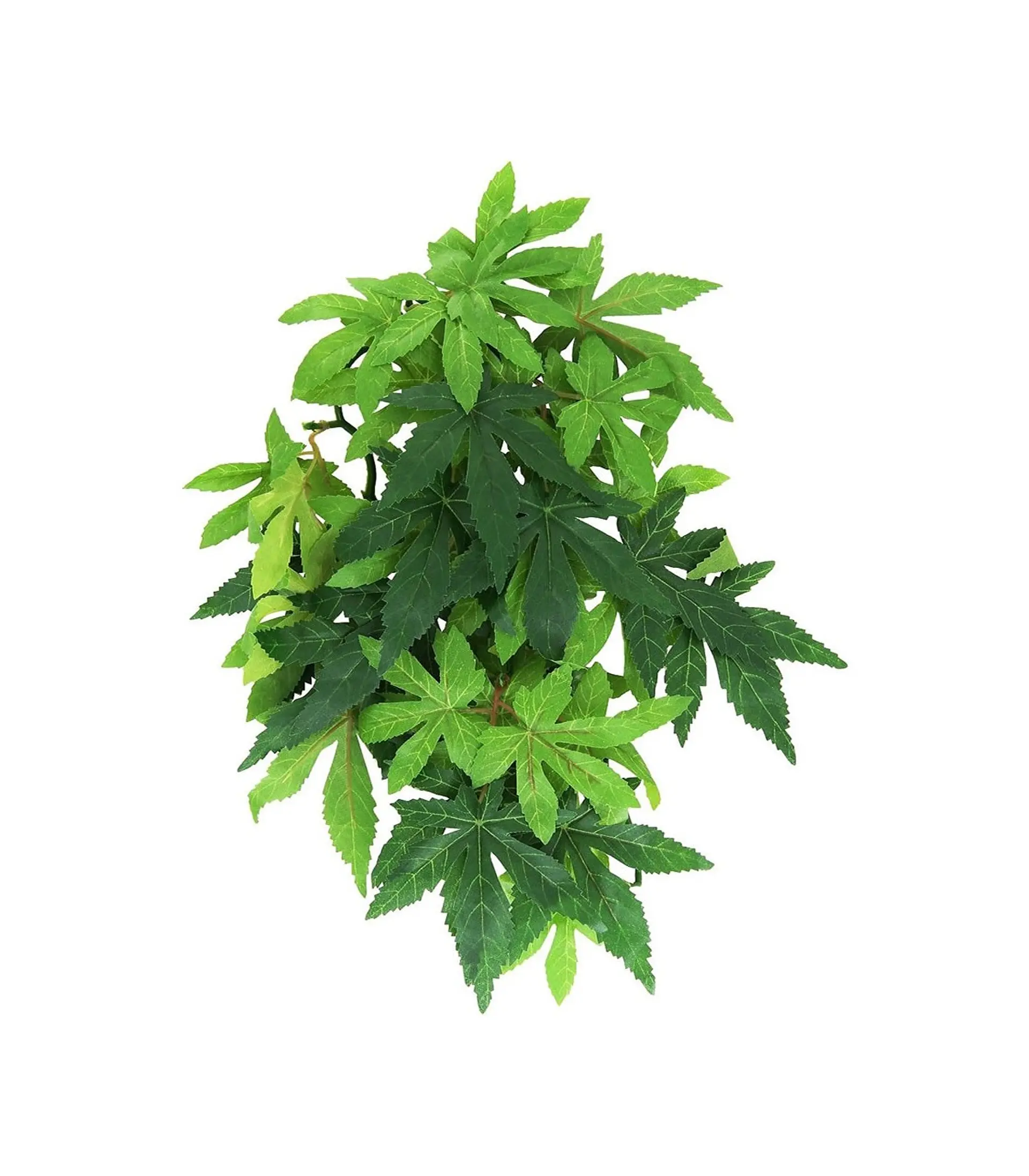 Planta Colgante Abutilon Exo Terra 1