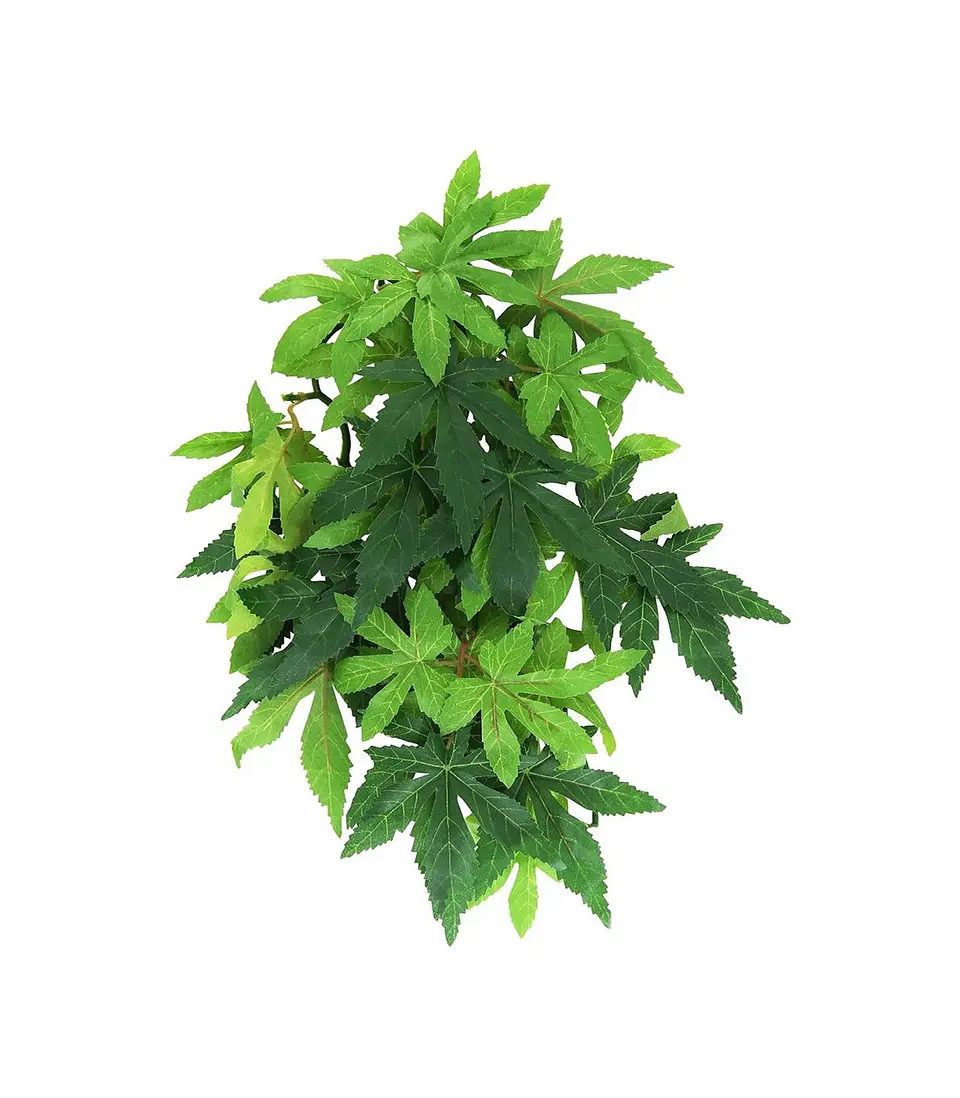 Planta Colgante Abutilon Exo Terra 1