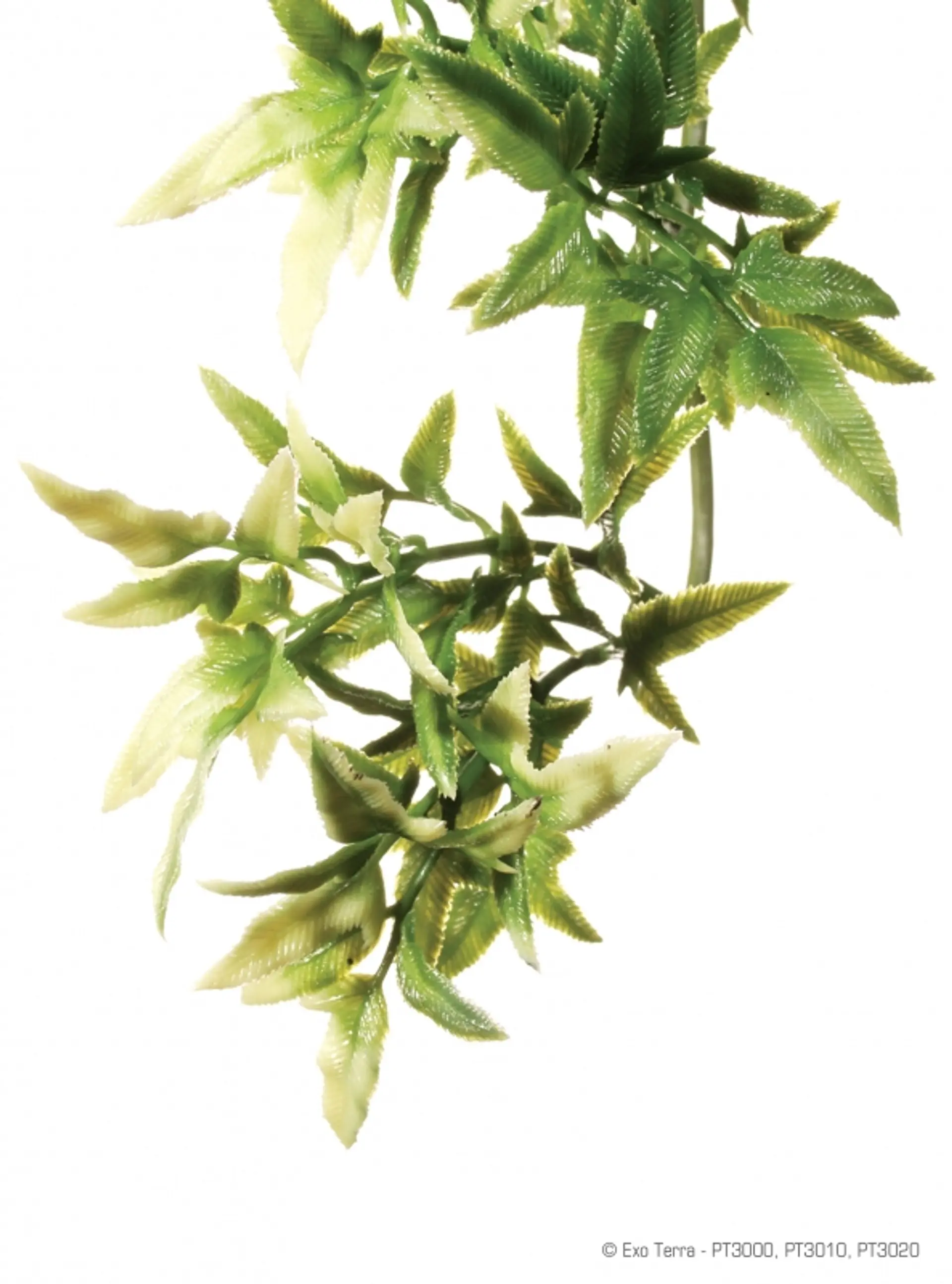 Planta colgante Jungla Croton  1