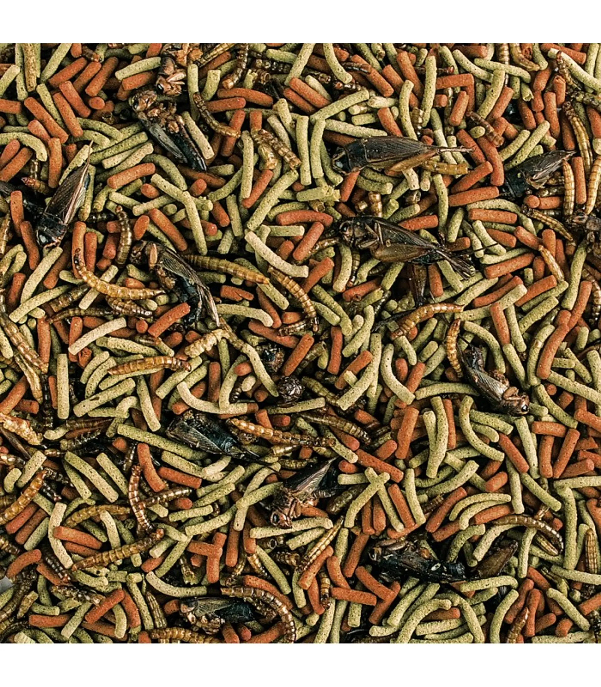 Alimento reptiles Carnivoros Tropical 2