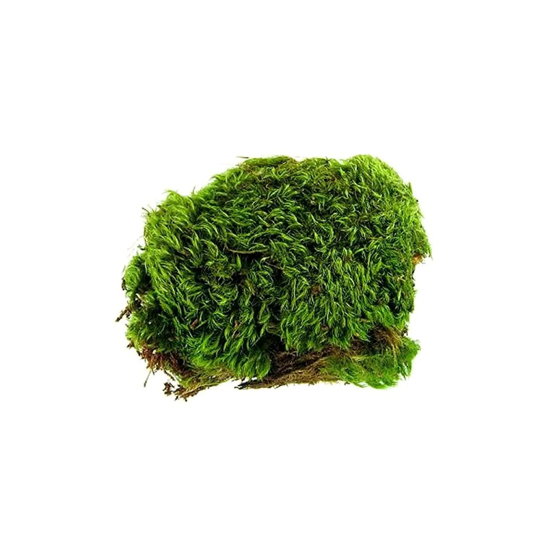 Zoomed Musgo Frog Moss 1,3 L 2