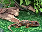 Sustrato Alfombra Tropical 91x45 cm - Miniatura 5