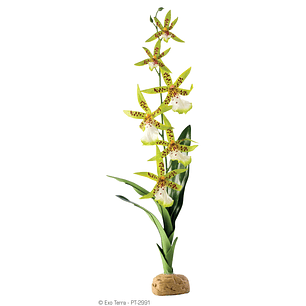 Planta Tropical Exo Terra Orquidea