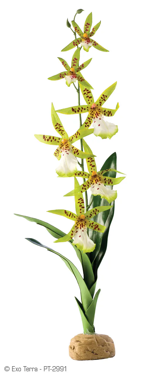 Planta Tropical Exo Terra Orquidea