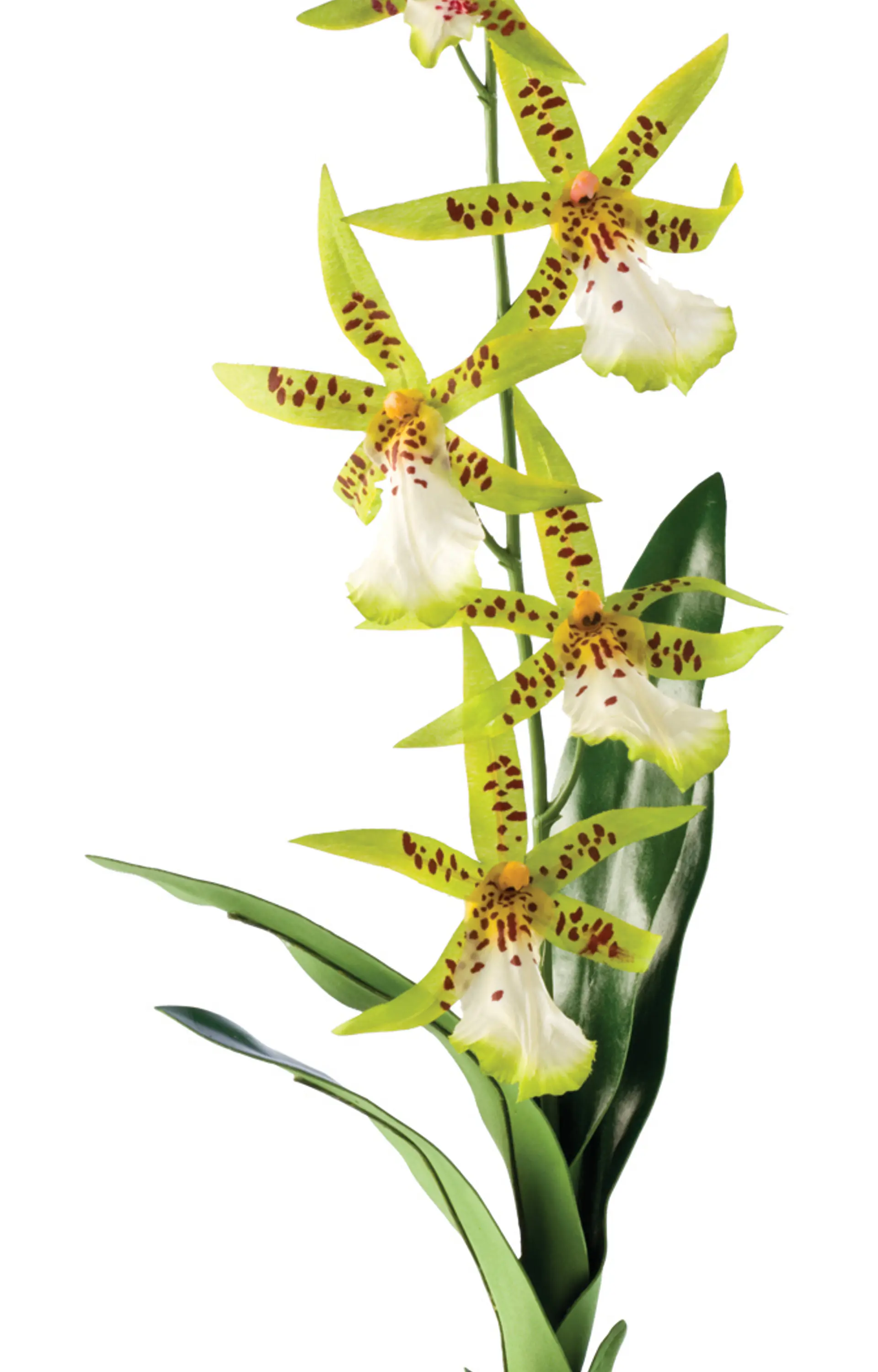 Planta Tropical Exo Terra Orquidea 1
