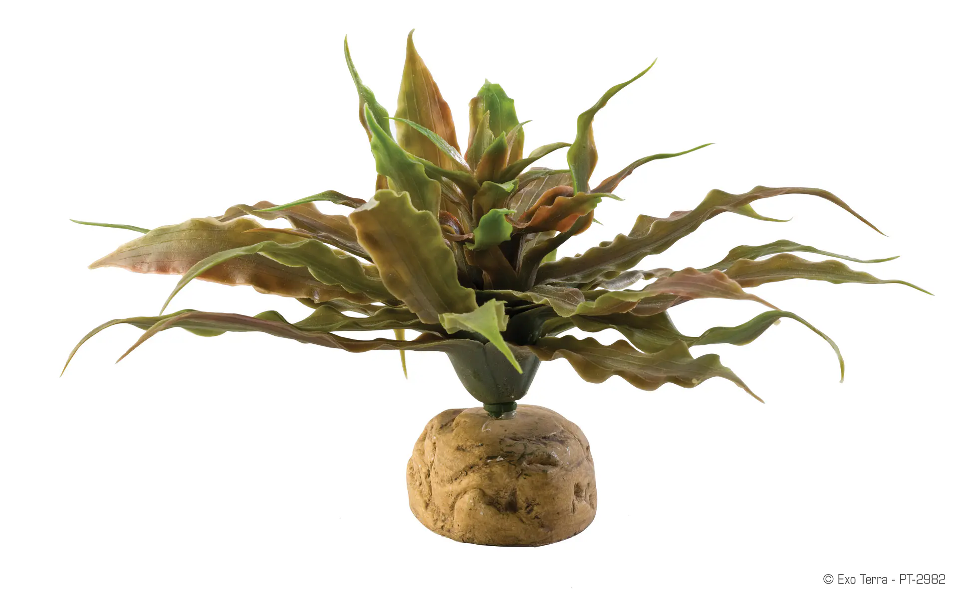 Cactus Exo Terra estrella 1