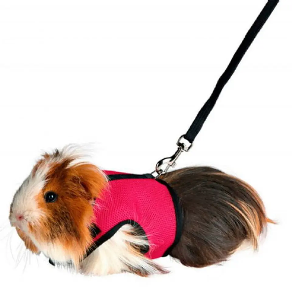Arnes y correa pequeñas mascotas Medium Living World 2