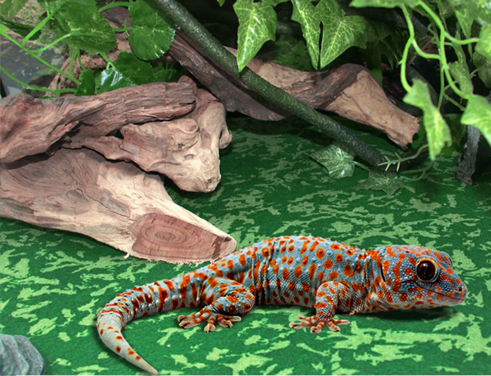 Sustrato Alfombra Tropical 76x30.5 cm 5