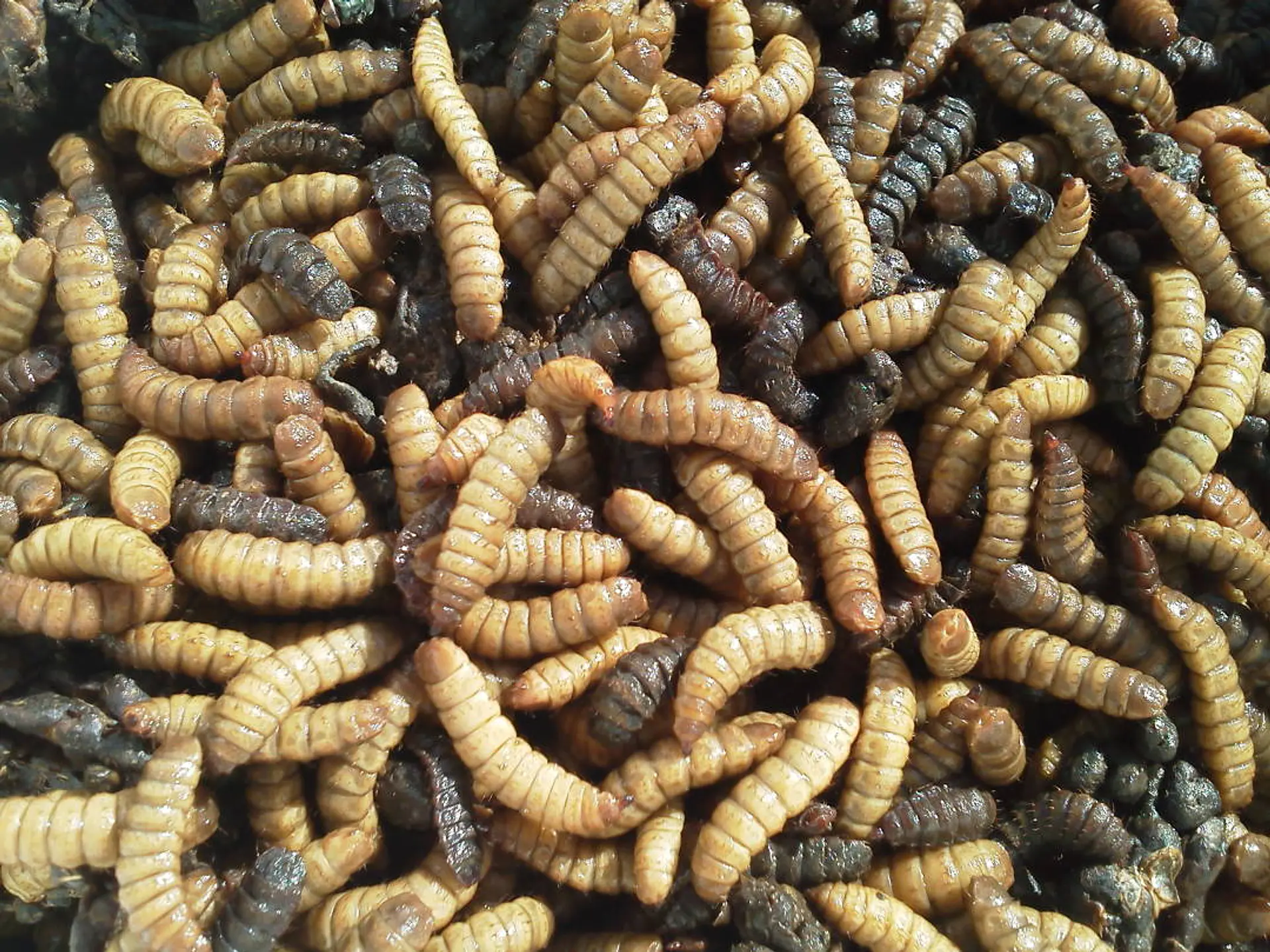 Larvas mosca soldado vivas 1
