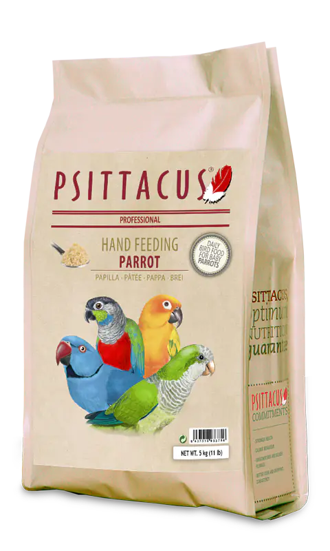 Papilla Parrot Hand Feeding
