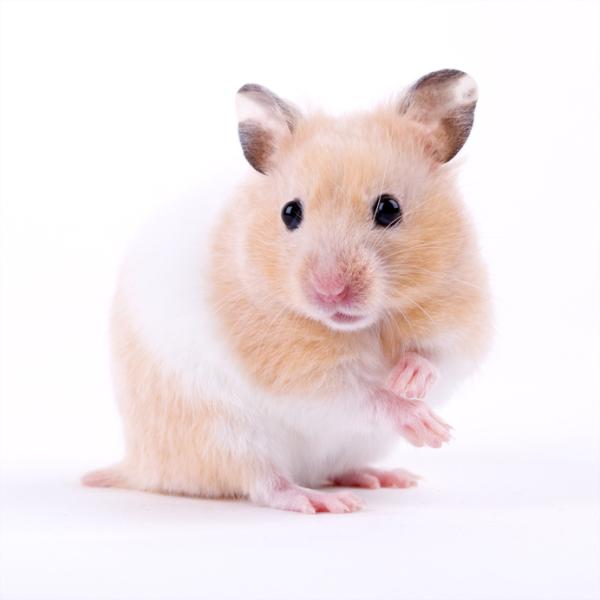 Hamster Golden
