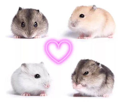 Hamster Ruso