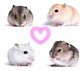 Hamster Ruso - Miniatura 2
