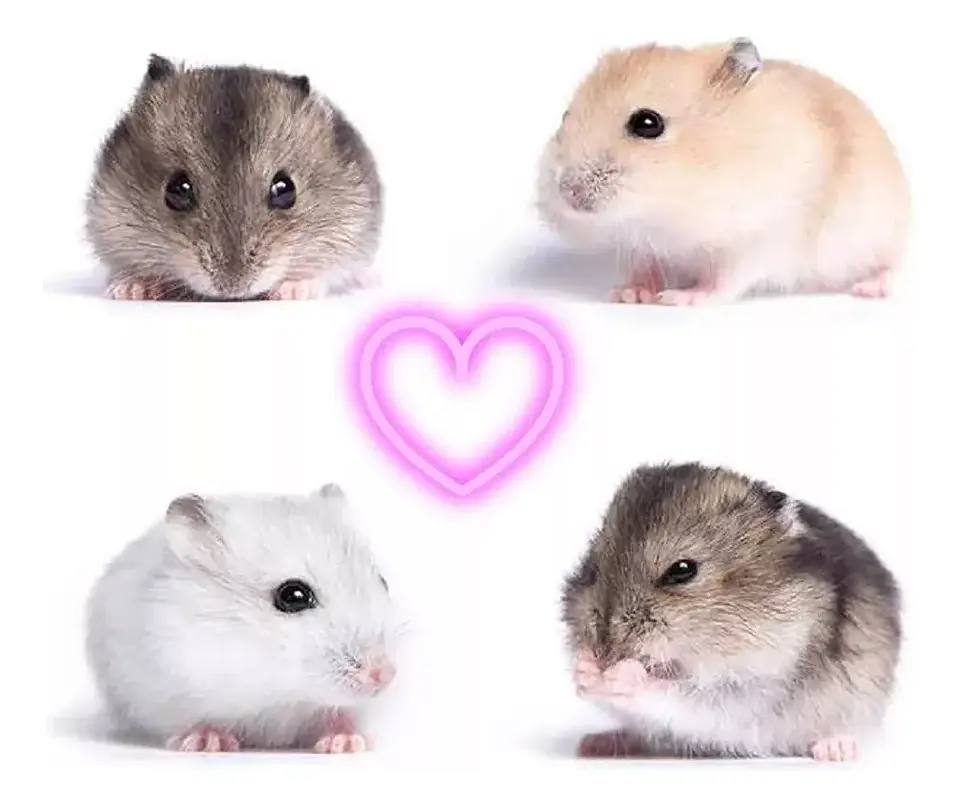 Hamster Ruso 2