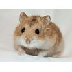 Hamster Ruso