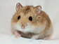 Hamster Ruso - Miniatura 3