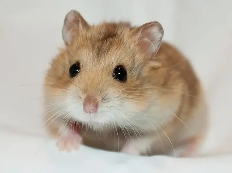 Hamster Ruso 3