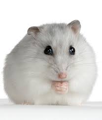 Hamster Ruso